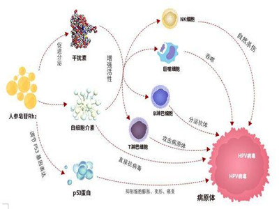 感染hpv52该怎么办?提升免疫力是关键