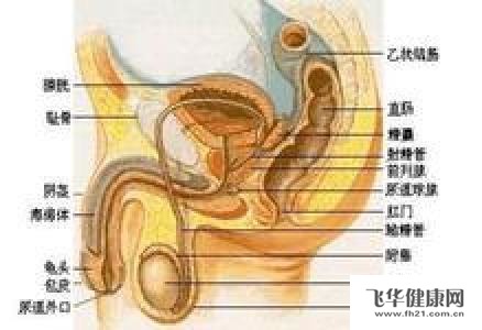 经验分享 概述 令很多男性朋友们苦恼的就是经常出现尿道口