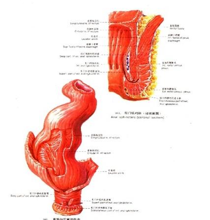 肛门直肠疾病是指发生于肛门直肠部位的疾病.