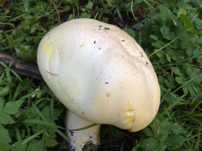 白蘑菇的好处 白蘑菇这么做更好吃