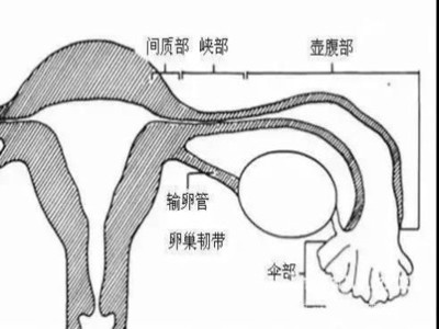 输卵管结扎复通术助你实现二胎梦