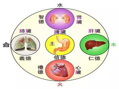 五脏六腑与皮肤的相互关系