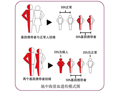 专家讲解:地中海贫血遗传规律