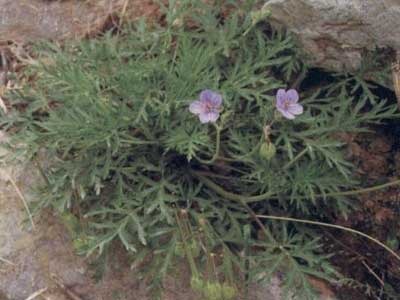 老鹳草治疗风湿病