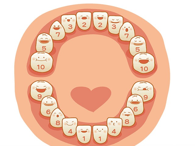 儿童换牙过程是怎样的?换牙期有哪些注意事项?