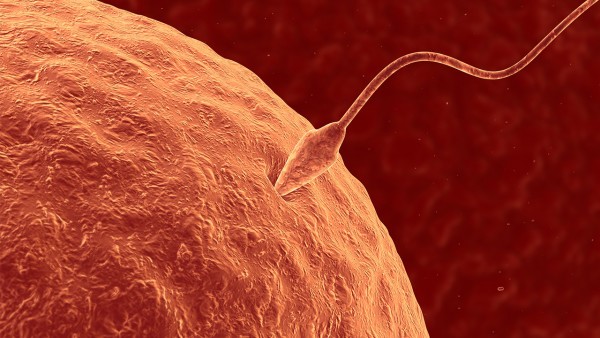 精子顶体酶活性决定着精子穿透力