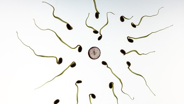 影响精子生长、功能、生存的因素
