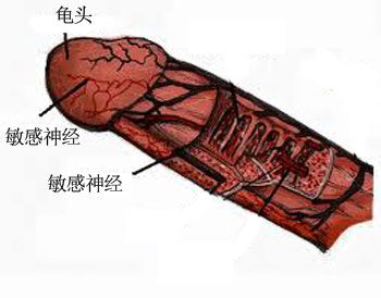 正常龟头是什么样子的图片