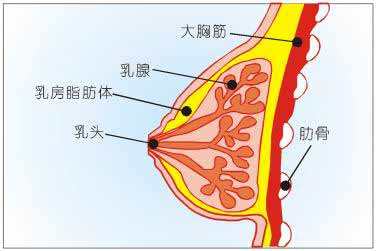 乳房生理结构