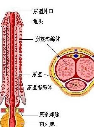 射精管