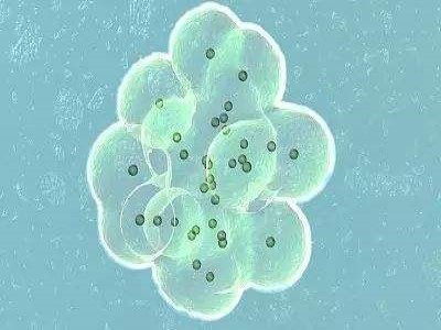 海外试管婴儿最真实费用明细表