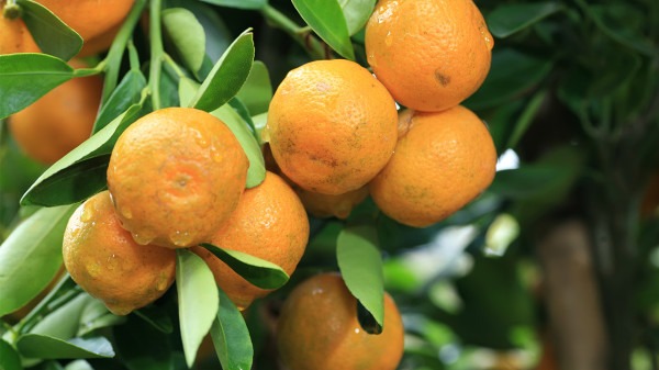 十一月养生的水果 橘子全身宝