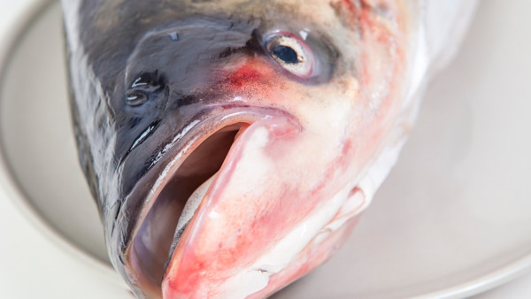 牙周炎腫痛可以吃魚嗎?盡量吃清蒸魚