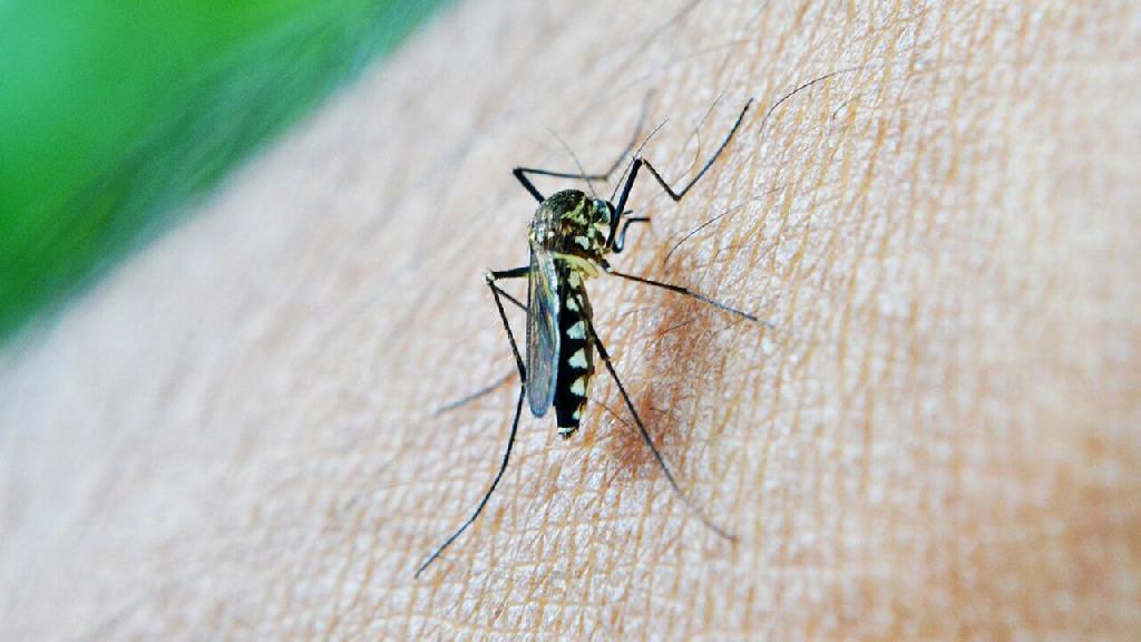 得了疟疾怎么办才好 预防疟疾的方法是什么