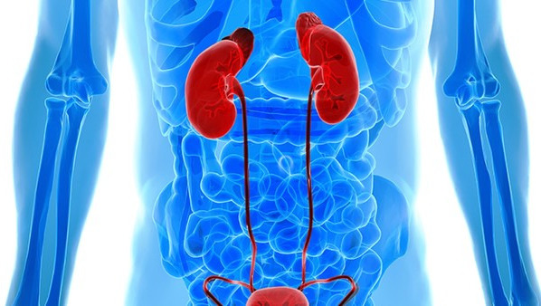 尿素氮偏高的原因都有哪些 尿素氮偏高会引起哪些并发症