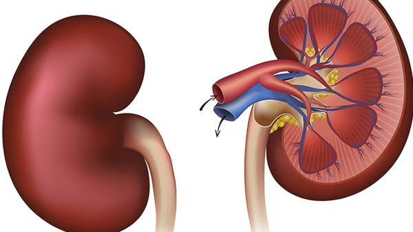 急性腎炎該怎么進(jìn)行治療 患有急性腎炎該如何用藥