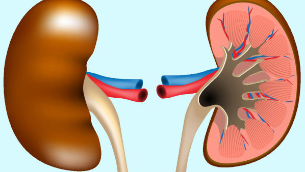 双肾囊肿是什么 双肾囊肿会出现的表现哪些