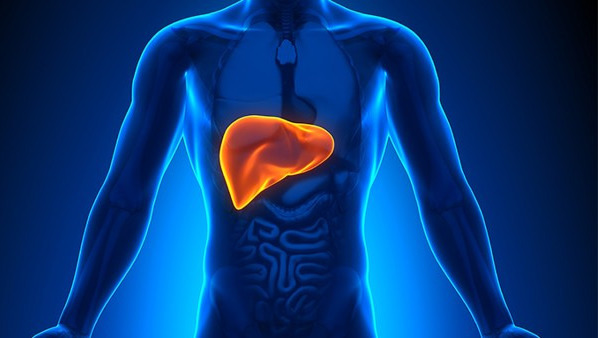 肝功能异常如何治疗 中药怎么治疗肝功能异常