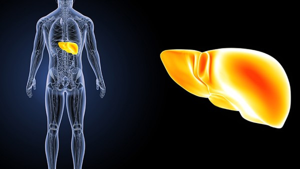 脂肪肝是什么原因导致 导致脂肪肝的5个因素