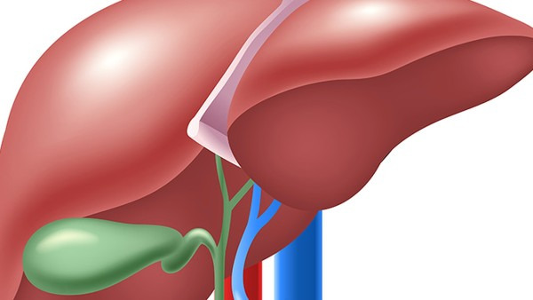 脂肪肝是怎么得来的 脂肪肝跟这4原因有关