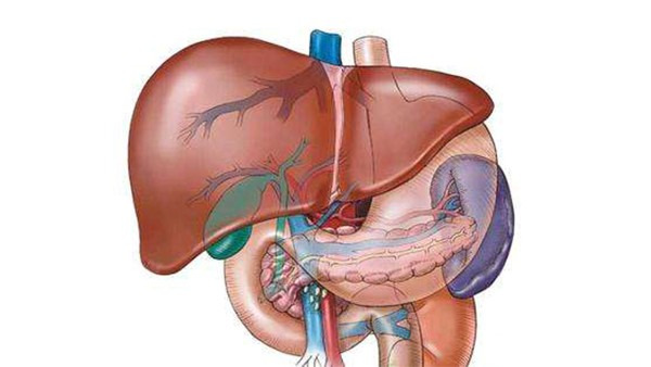 脂肪肝的危害有什么 脂肪肝会导致3种危害