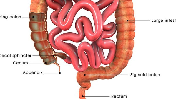 直肠息肉能根治吗 直肠息肉癌变前会出现什么症状