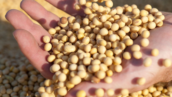 乳腺增生能吃大豆吗？缓解乳腺增生