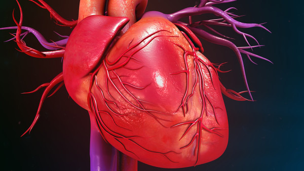 先心病是胎儿时期心脏血管发育异常而致的心血管畸形