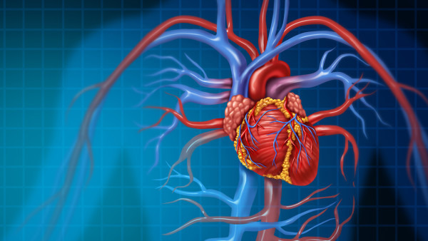 无分流型先天性心脏病主要就是心脏的各个层面都没有分流