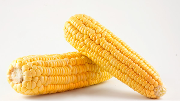 皮肤过敏可以吃玉米吗？少量的吃