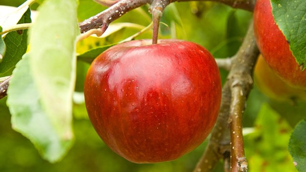 皮肤过敏可以吃苹果吗？一般是可以