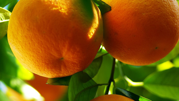 橘子皮泡水喝的功效都有哪些 橘子皮泡水哪些人不宜食用