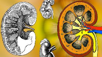 糖尿病肾病解析糖尿病肾病能活多久