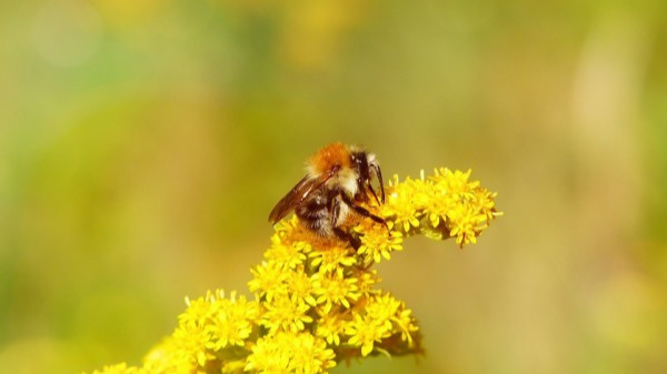 春天踏青被蜜蜂蛰怎么办 被蜜蜂哲了怎么处理
