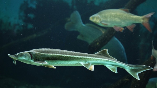純凈水能養(yǎng)魚嗎
