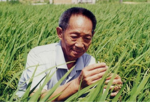 网传 袁隆平院士病危去世，秘术杨耀松：他正在接受治疗