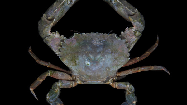 黔东南州男子体内感染多种寄生虫险丧命，原因只是生吃螃蟹