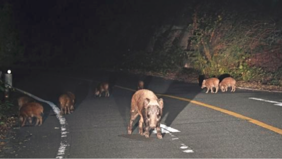 日本福岛核辐射导致野猪与家猪杂交出变异新物种？