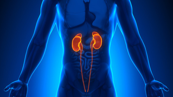 肾移植和肾透析该如何选择 通过肾移植和肾透析的尿毒症患者能活多久