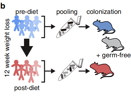 科学家发现极低卡路里饮食能减肥，吃得太少或会“产毒”，