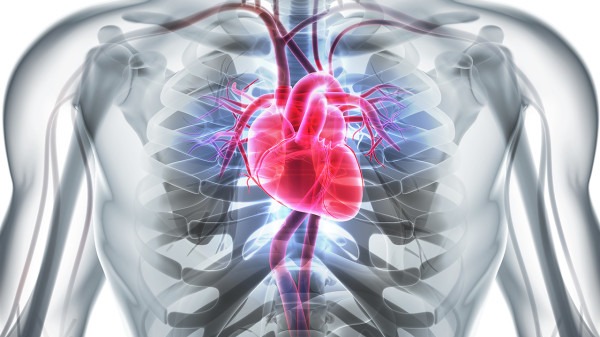 心脑血管病高发季这些人最易中招 医生提醒三招呵护小心脏