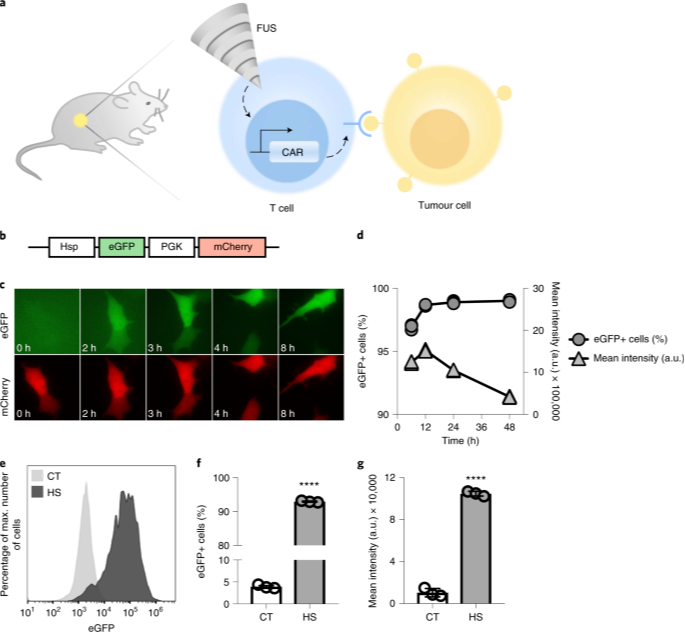 研究称癌症的免疫细胞和超声波的组合是一种有希望的实验性疗法