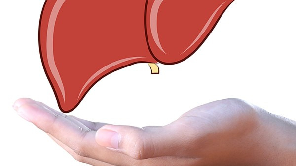 脂肪在肝脏内是怎么转换的