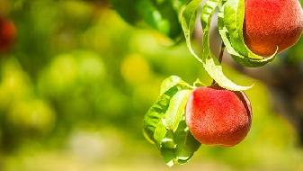 杨桃营养成分有哪些 吃杨桃对身体有什么好处