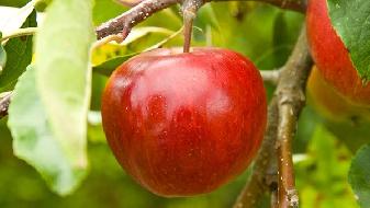 洛川苹果品类有哪些 为什么洛川苹果那么有名