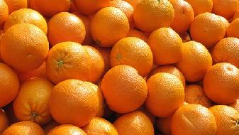 什么是秭归脐橙 秭归脐橙有哪些品种