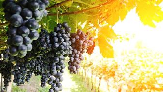 陕西的葡萄品种有哪些 陕西什么地方的葡萄最好吃