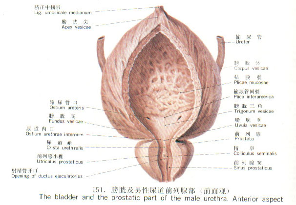 膀胱结核