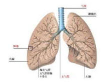 肺损伤