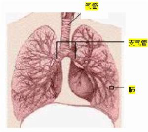 滑石粉尘肺